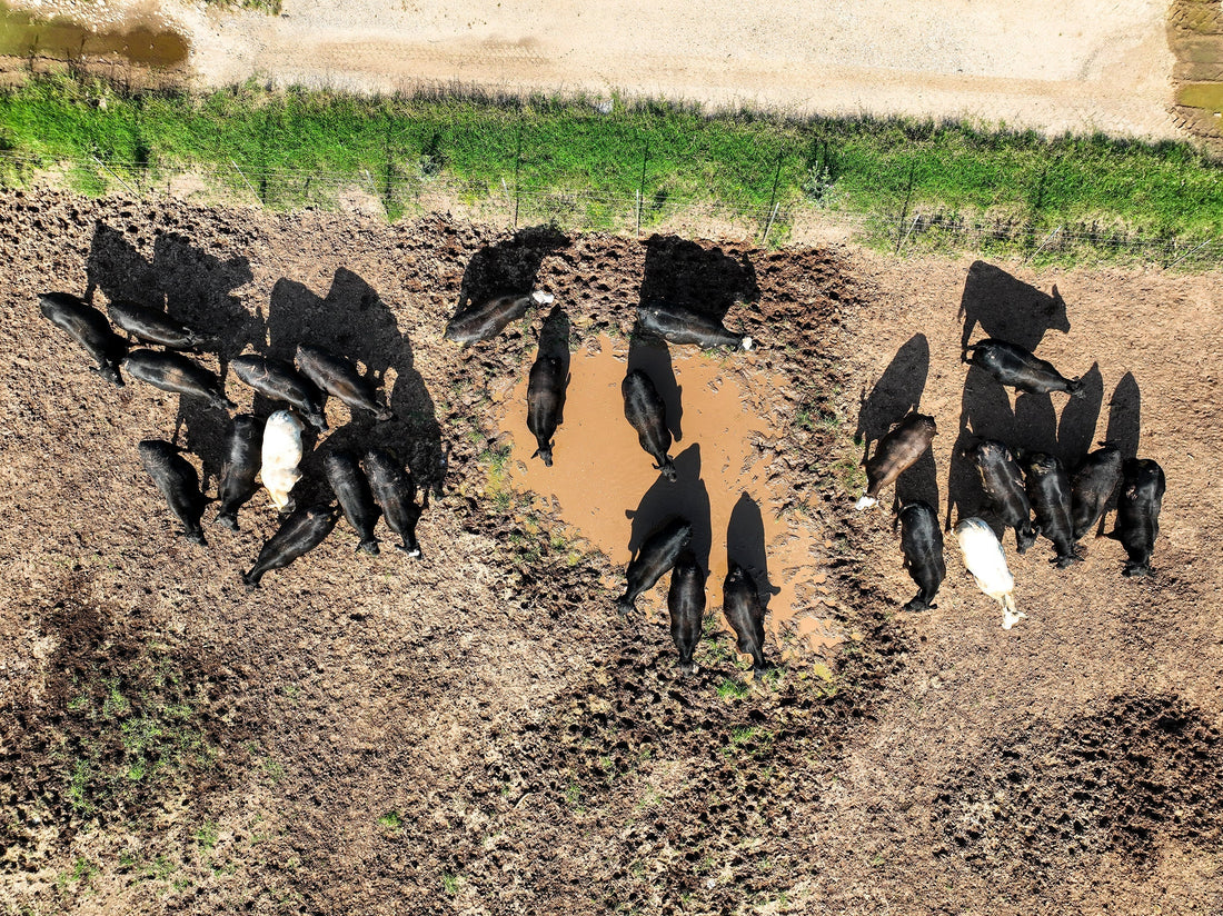 Angus cow on a farm in Texas