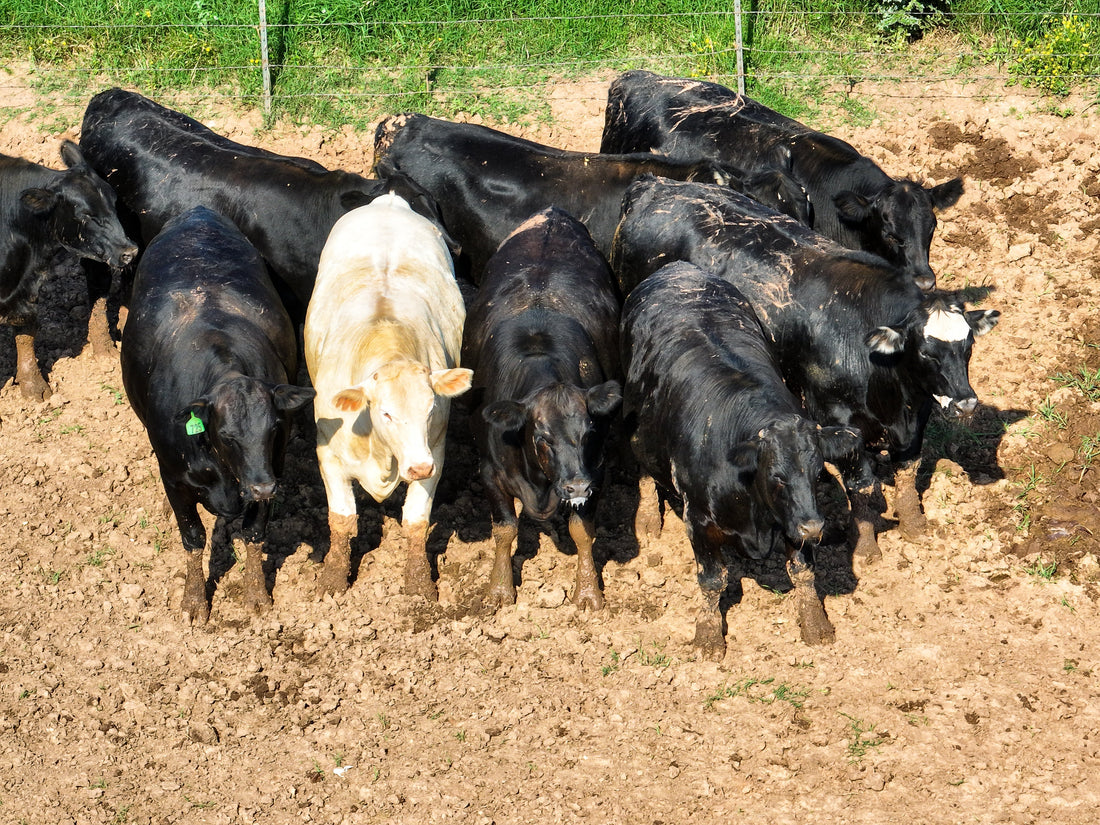 Angus cow on a farm in Texas