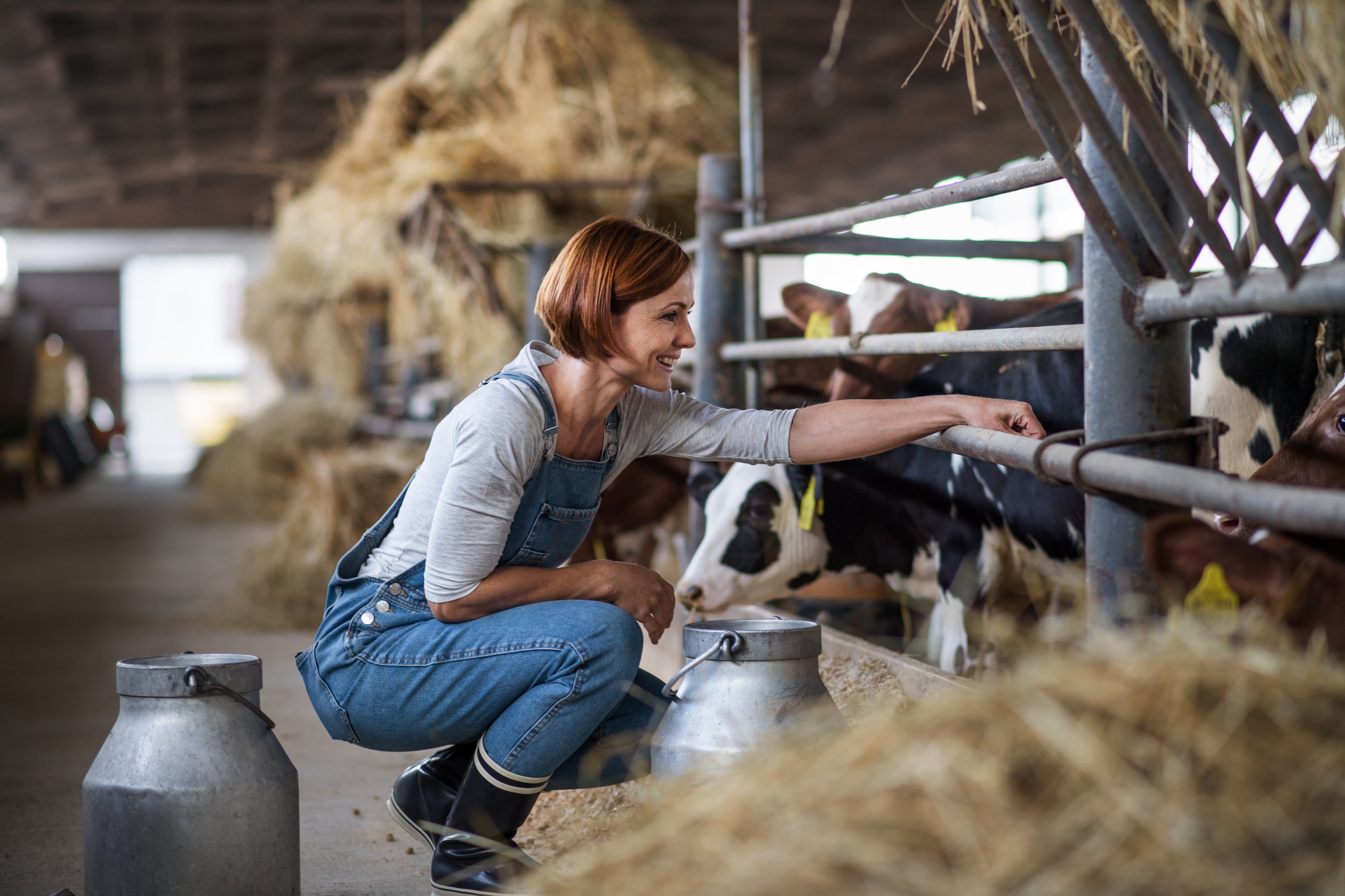 Woman in a cow farm showing sustainable beef farming practices