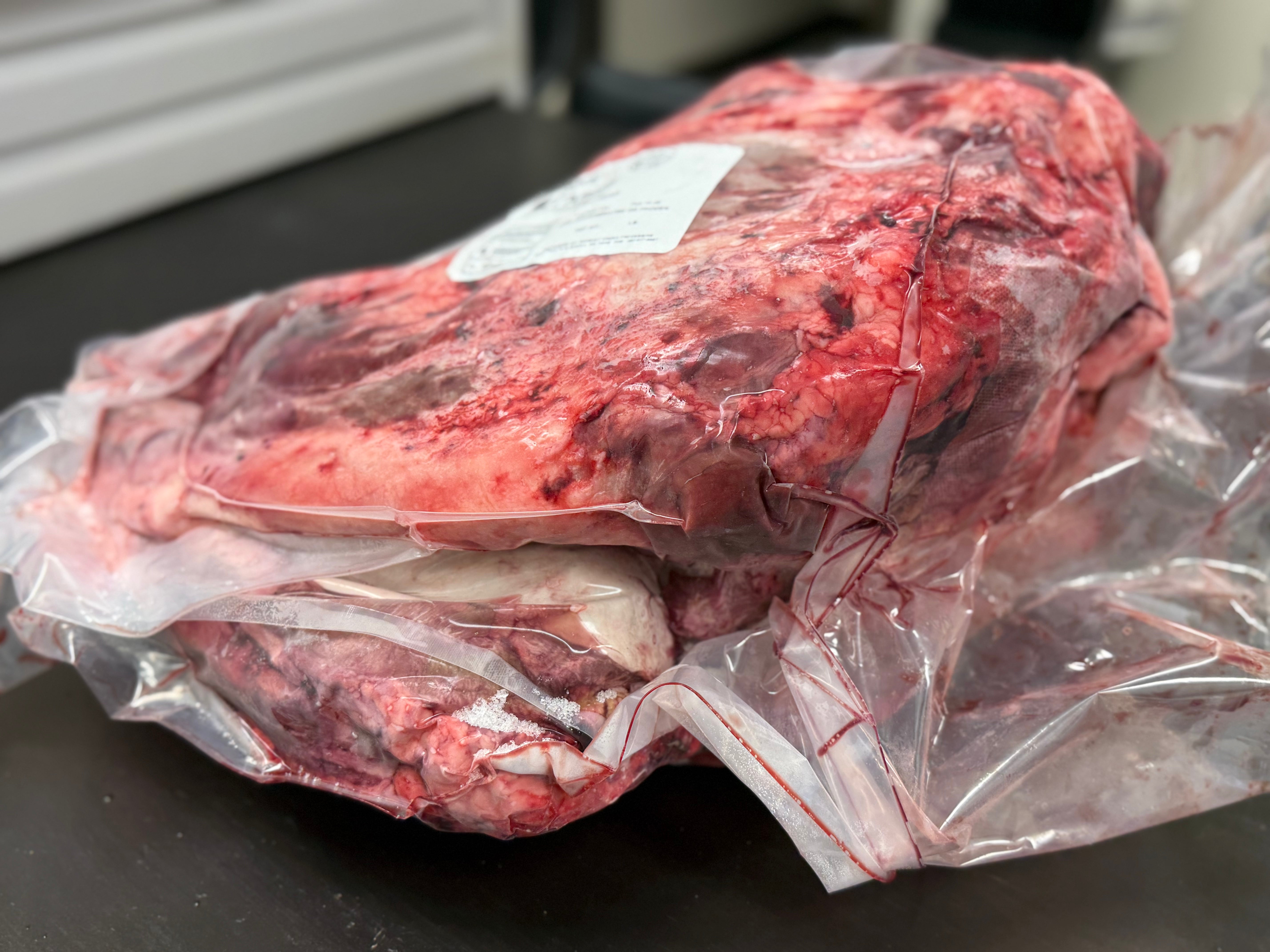 Whole Beef Head